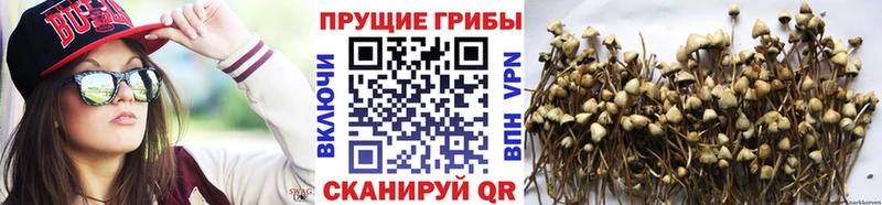 хочу наркоту  Оха  Псилоцибиновые грибы Magic Shrooms 
